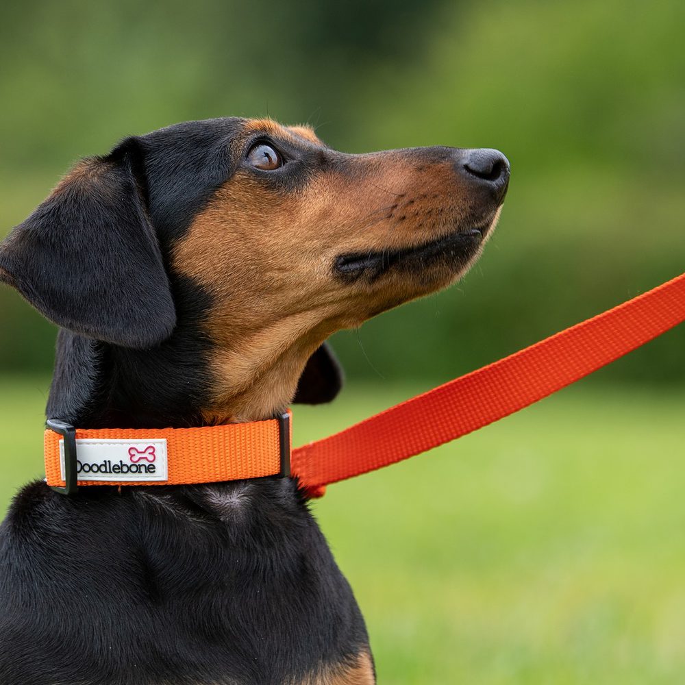 Bold hondenhalsband oranje - Doodlebone